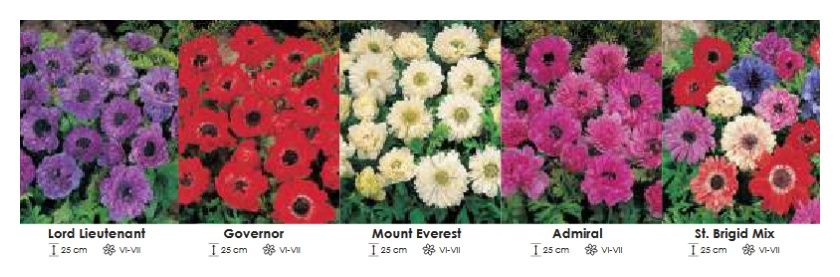 Anemony pełne zestaw 010 cebulki 5x100 sztuk Wiśniewski