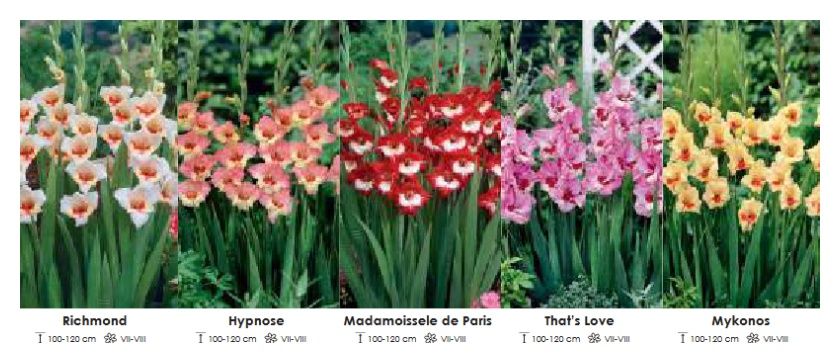 Mieczyki Wielkokwiatowy zestaw 102 cebulki - 5x50 sztuk Wiśniewski