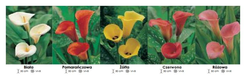 Calla zestaw 020 cebulki 5x10 sztuk Wiśniewski