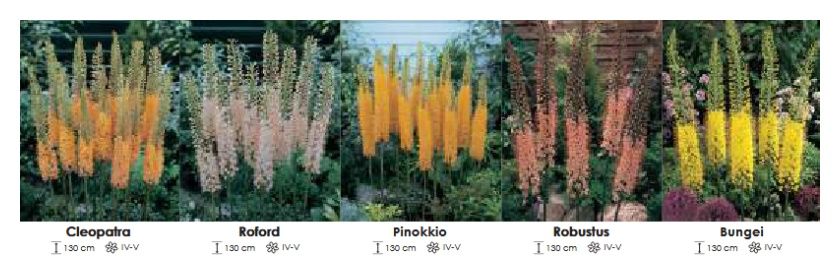 Eremurus zestaw 030 5x5 sztuk Wiśniewski