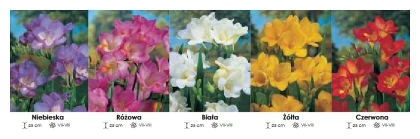 Frezja pojedyncza zestaw 041 5x100 sztuk Wiśniewski