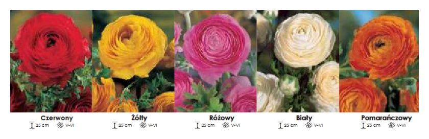 Jaskry Ranunculus zestaw 060 5x50 sztuk Wiśniewski