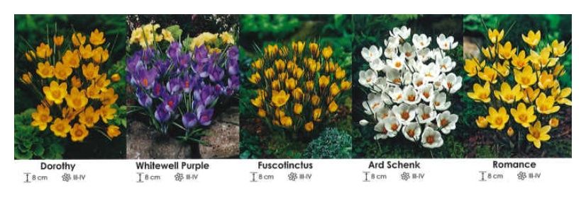 Krokusy zestaw 064 cebulki - 1000 sztuk Wiśniewski