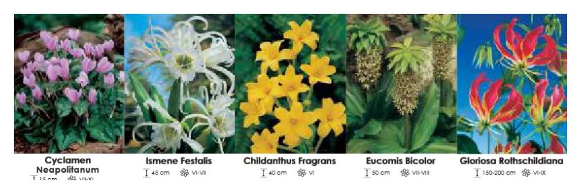 Mix zestaw 081 cebulki 48 sztuk Wiśniewski