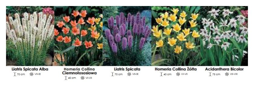 Mix zestaw 081 cebulki - 5x50 sztuk Wiśniewski