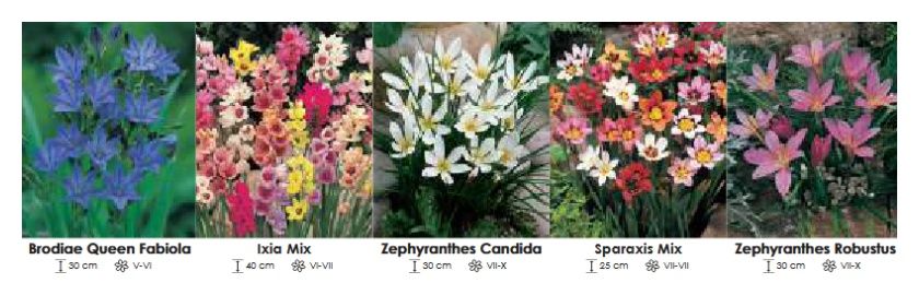 Mix zestaw 082 cebulki - 400 sztuk Wiśniewski