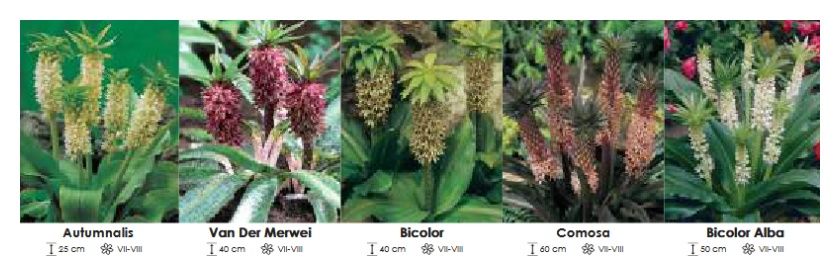 Eucomis zestaw 083 - 31 sztuk Wiśniewski
