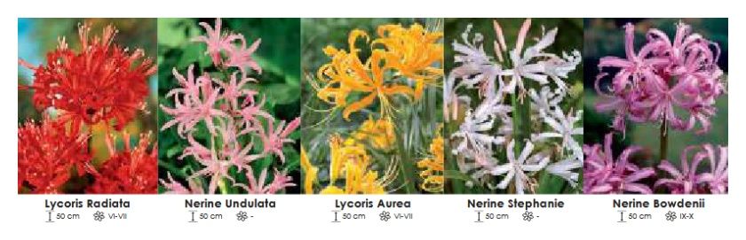 Nerine i Lycoris zestaw 084 - 5x10 sztuk Wiśniewski