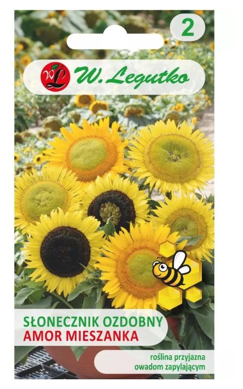 Słonecznik średnio wysoki Amor 3g Legutko