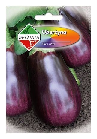 Oberżyna Black Beauty 1g Spójnia