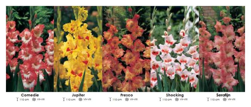 Mieczyki Butterfly zestaw 101 - 5x50 sztuk Wiśniewski