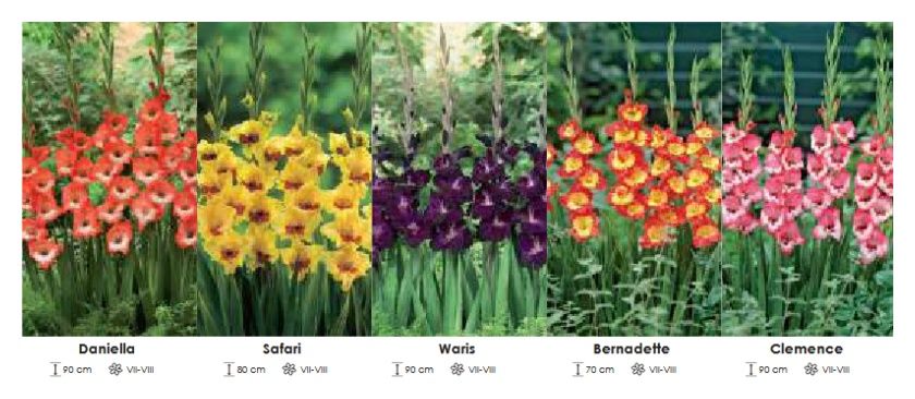 Mieczyki Glamour zestaw 103 cebulki - 5x50 sztuk Wiśniewski