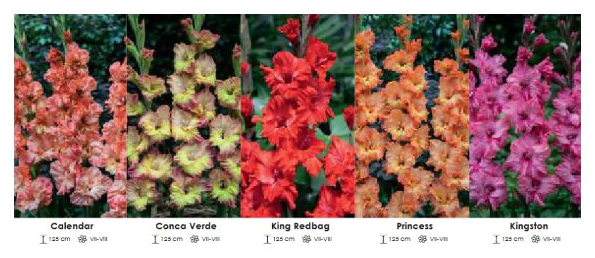 Mieczyki Fringed zestaw 105 cebulki - 5x50 sztuk Wiśniewski