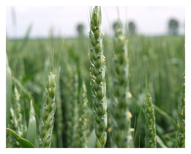 Pszenica zwyczajna ozima Patras C1 W 1000 Kg