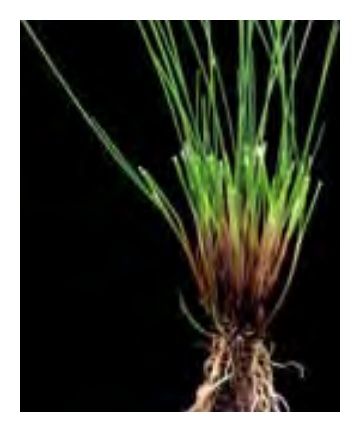 Kostrzewa czerwona Maxima C1 18 Kg Granum