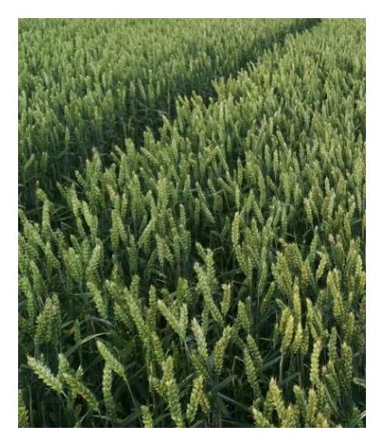 Pszenica zwyczajna jara Tybalt C1 W 1000 Kg Top Farms