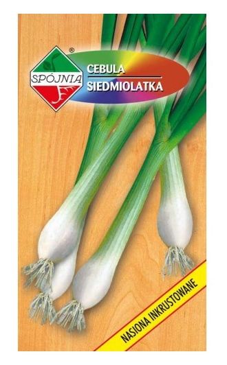 Cebula siedmiolatka Kroll 2g Spójnia