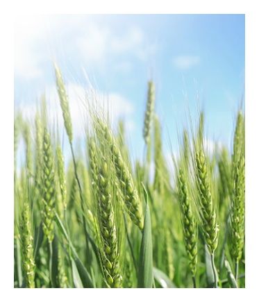 Pszenica zwyczajna ozima LG Jutta C1 BB 1000Kg Limagrain