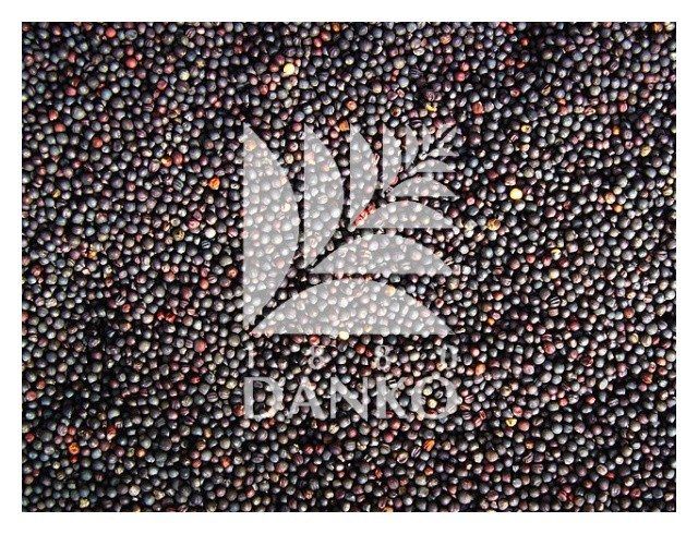 Rzepak ozimy Orion C1 2,0 mln Cruiser DANKO