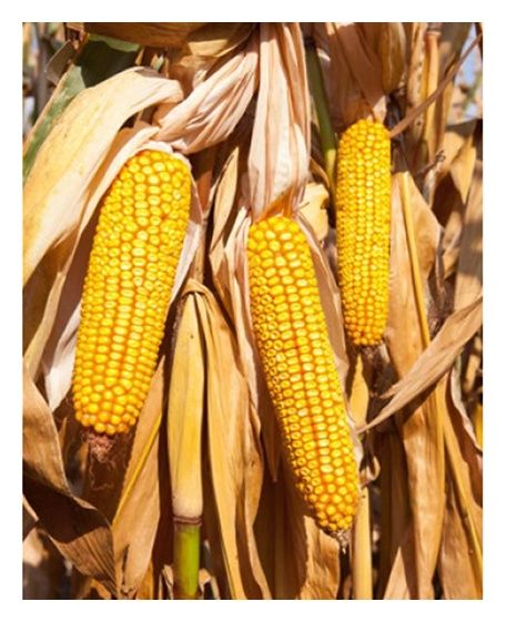 Kukurydza DKC 3079 F1 50 tyś C1 Monsanto