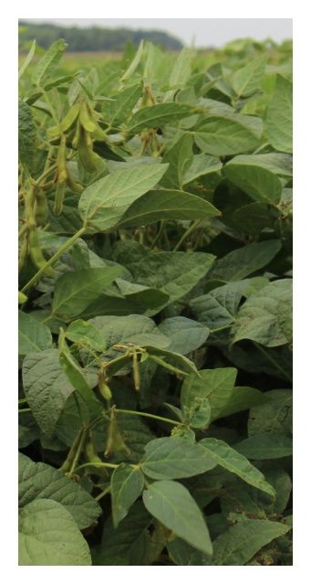 Soja Viola C1 150 tyś Danko