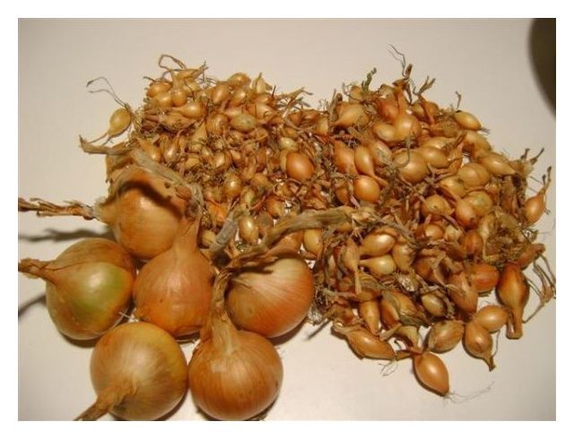 Cebula dymka odmiana Wolska IV 10kg