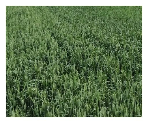 Pszenica zwyczajna jara Harenda C1 BB 1000 Kg Top Farms