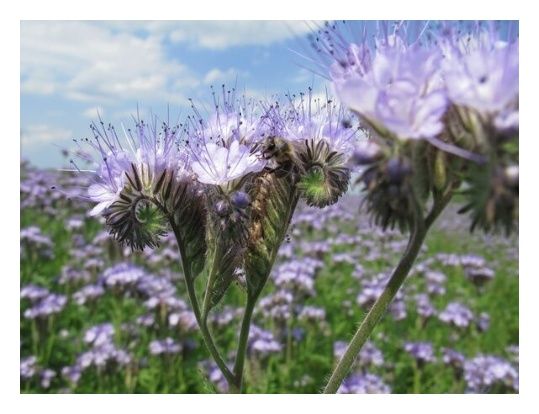 Facelia błękitna Stala C1 Granum