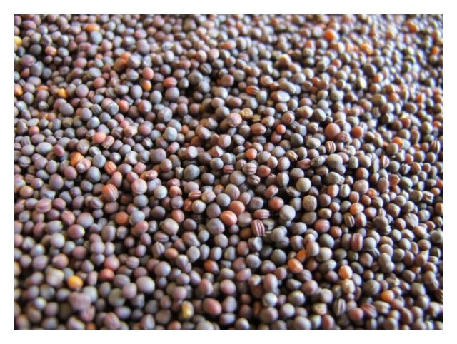 Rzepa pastewna ścierniskowa Rogowska C1 Granum