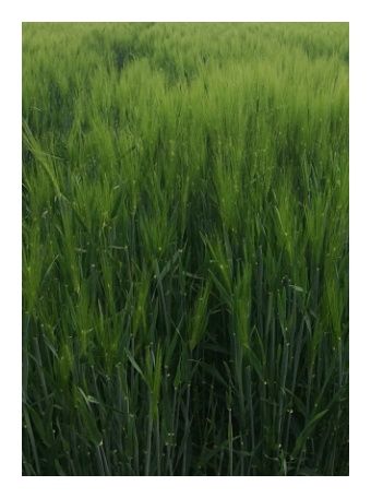 Jęczmień ozimy LG Veronika C1 W 1000Kg Limagrain