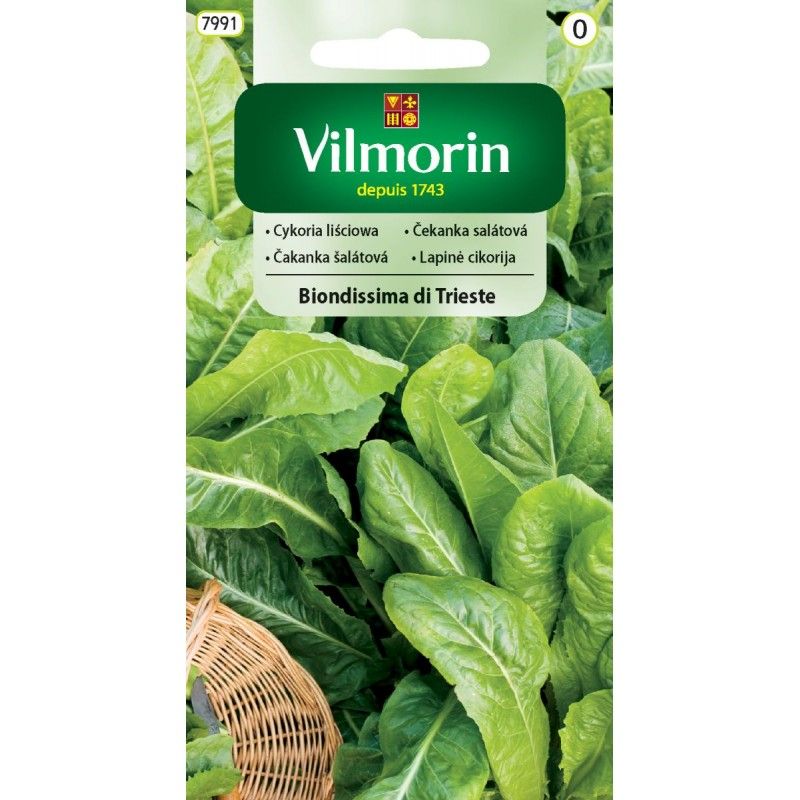 Cykoria liściowa Biondissima Di Trieste 3g Vilmorin