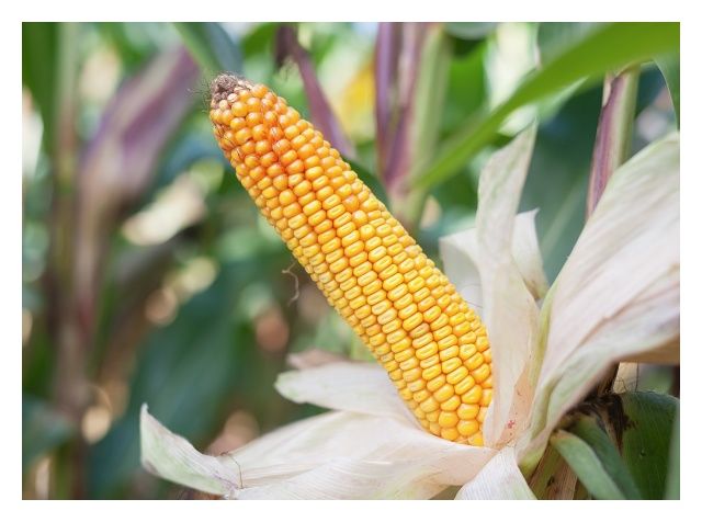 Kukurydza Ułan 50 tyś C1 HR Smolice