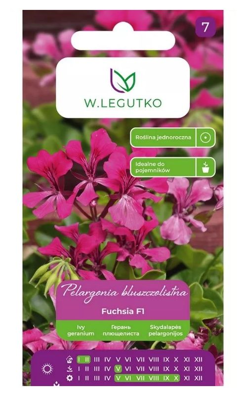 Pelargonia Fuchsia F1 fioletowa Legutko