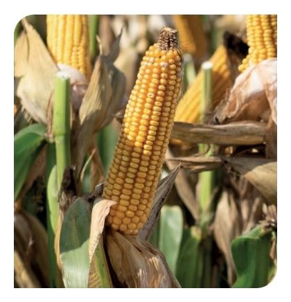 Kukurydza SY Calo F1 50 tyś C1 Syngenta