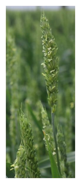 Pszenica zwyczajna jara Telimena C1 W 1000Kg Danko