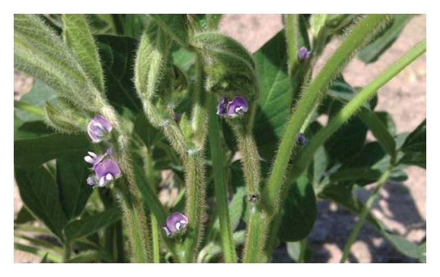 Soja Sirelia C1 150 tyś RAGT