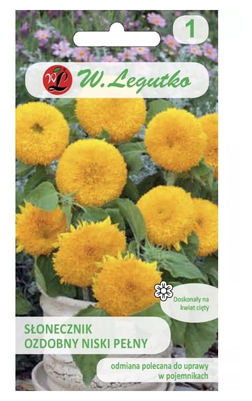 Słonecznik niski pełny Teddy Bear 2kg Legutko