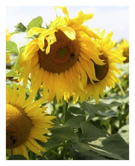 Słonecznik Florasun 150 tyś C1 Saatbau