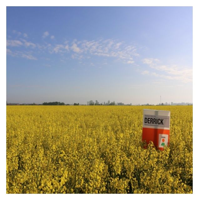 Rzepak ozimy Derrick C1 Scenic Gold KWS