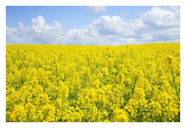 Rzepak ozimy Jurek F1 C1 Integral Pro Rapool