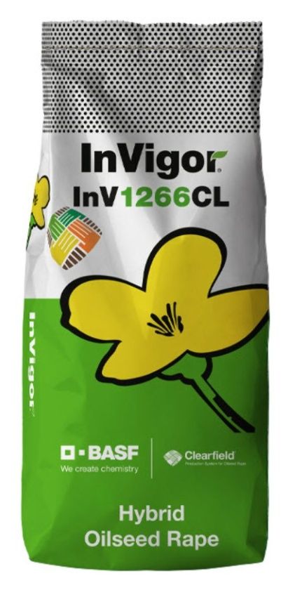 Rzepak ozimy InV1266 CL F1 C1 BASF