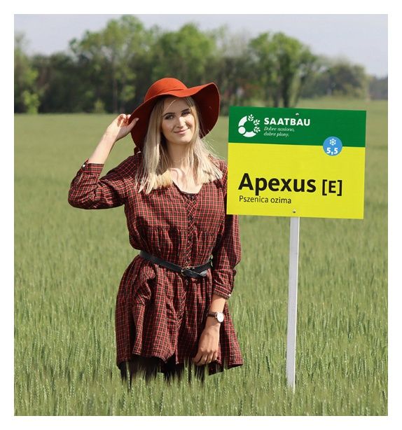 Pszenica zwyczajna ozima Apexus C1 BB Saatbau