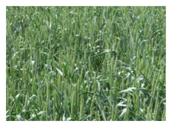 Pszenica zwyczajna ozima SY Yukon C1 BB Syngenta