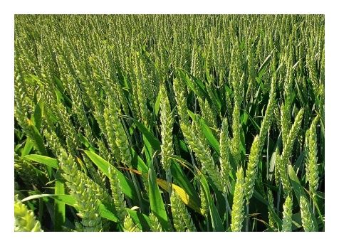 Pszenica zwyczajna ozima SU Mangold C1 BB 1000Kg