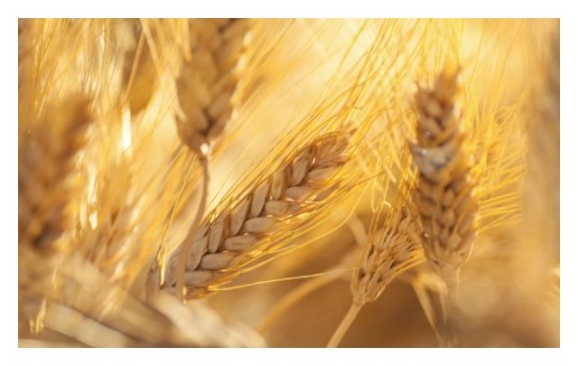 Pszenica zwyczjna jara Ostka Smolicka C1 W 1000 Kg Hr Smolice