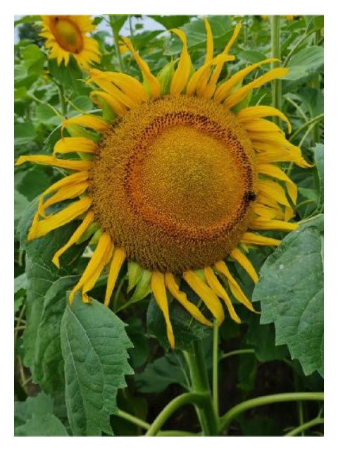 Słonecznik ES Boston SU	150 tyś C1 Lidea