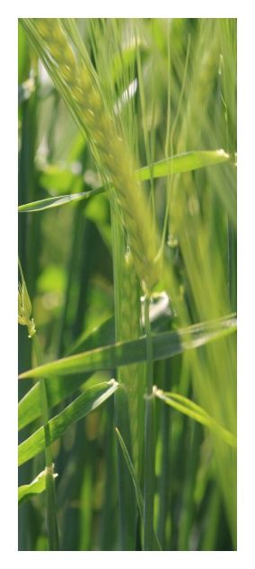 Jęczmień jary Etoile C1 BB 1000Kg Danko