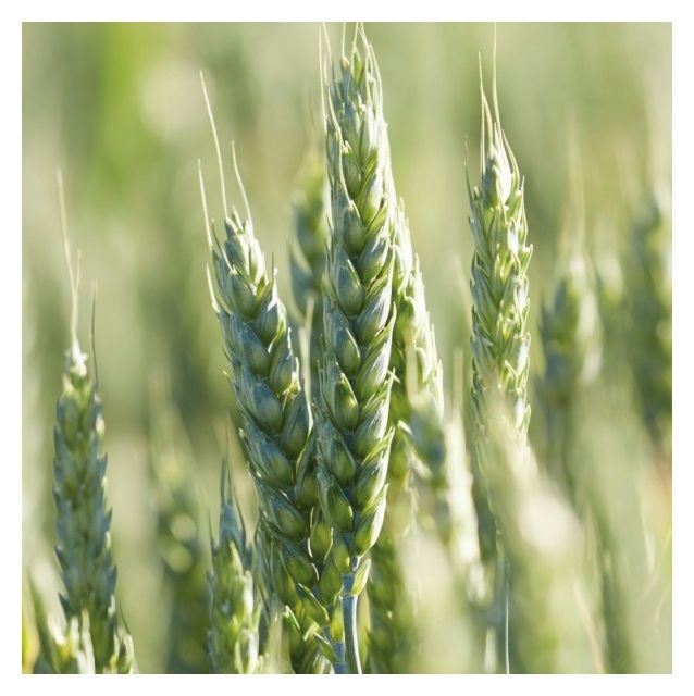 Pszenica zwyczajna jara KWS Mistral C1 BB 1000Kg KWS