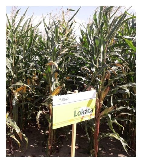 Kukurydza Lokata C1 5Kg MHR