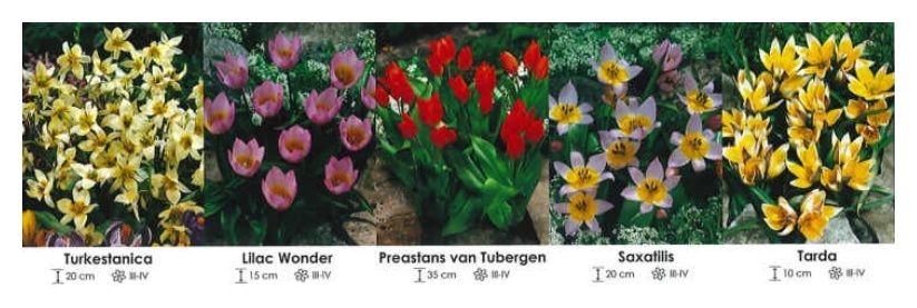 Tulipany botaniczne zestaw 153 cebulki 5x150 sztuk Wiśniewski
